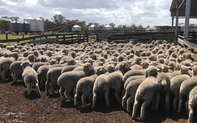 Maximise genetic gains: Ram breeding and eIDs