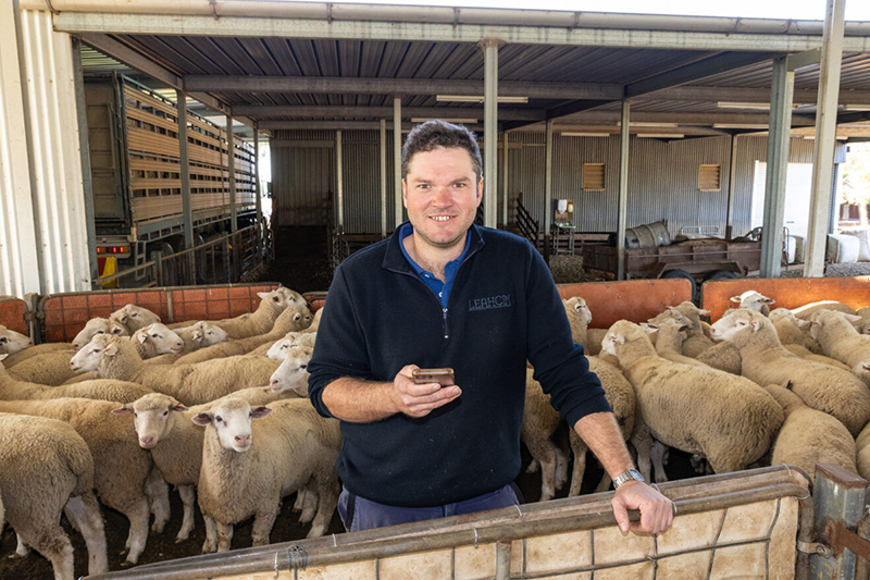 Improving performance with sheep EIDs