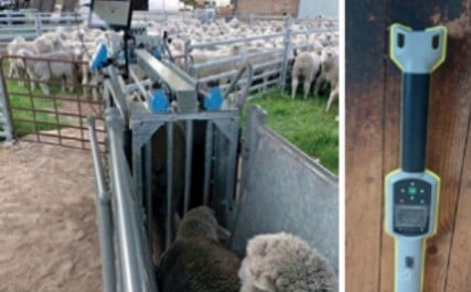 Managing Merino and prime lamb using eIDs