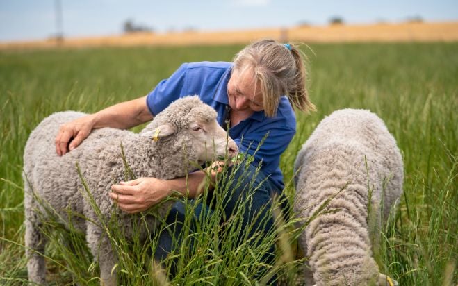 Supporting producers in the transition to non-mulesed sheep