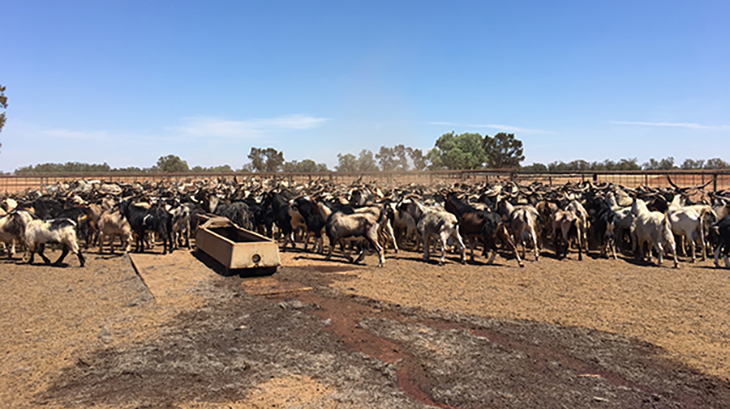 Compliance changes on the way for harvested rangeland goats