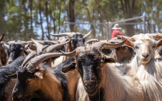 New <strong>eNVDs</strong> for goats and harvested rangeland goats
