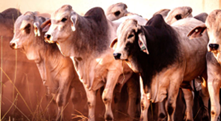 Foot and Mouth Disease: What you need to know