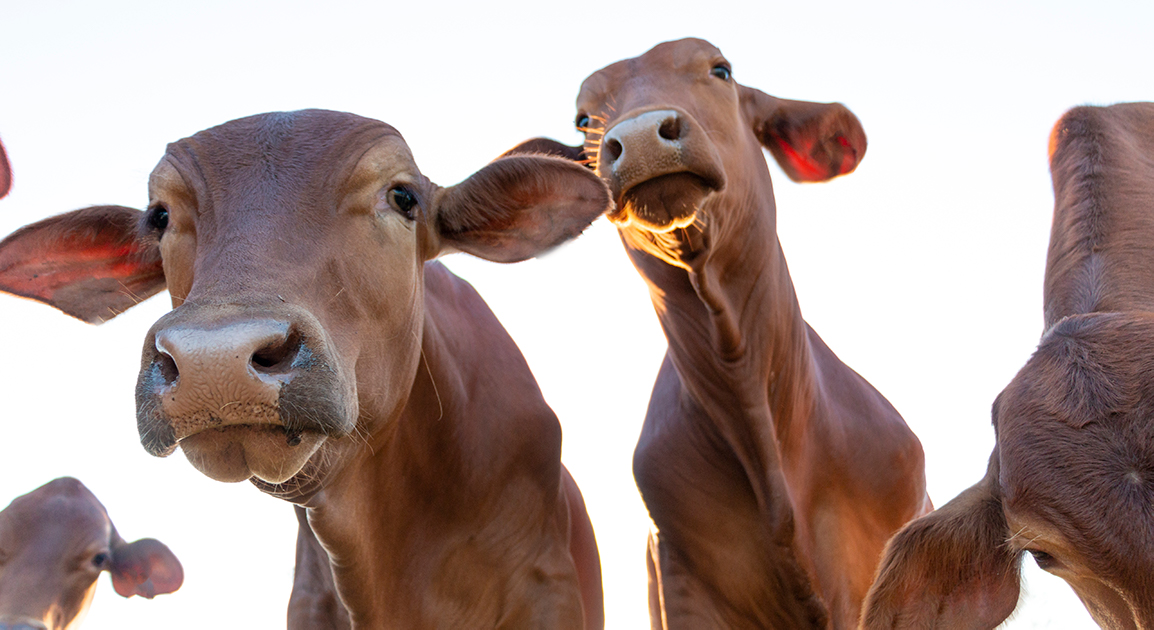Integrity system key to global trust in Australian beef, research finds