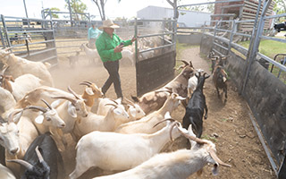 Cattle producers find grass is greener with goat meat business