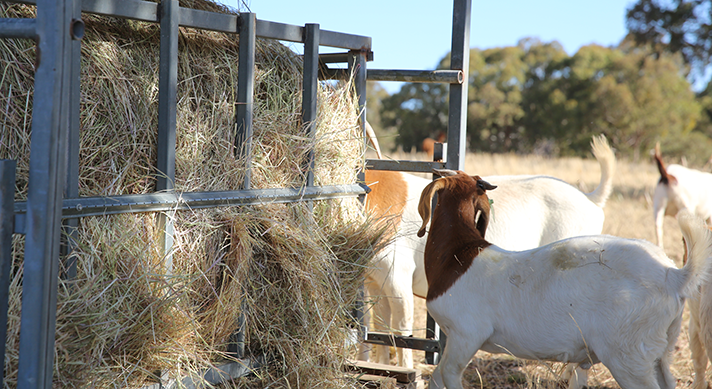 Three ways to keep stock safe from the mice plague