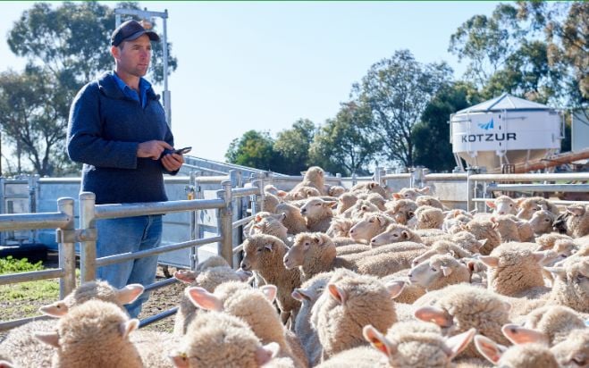 New tool for estimating sheep liveweight and fleece weight