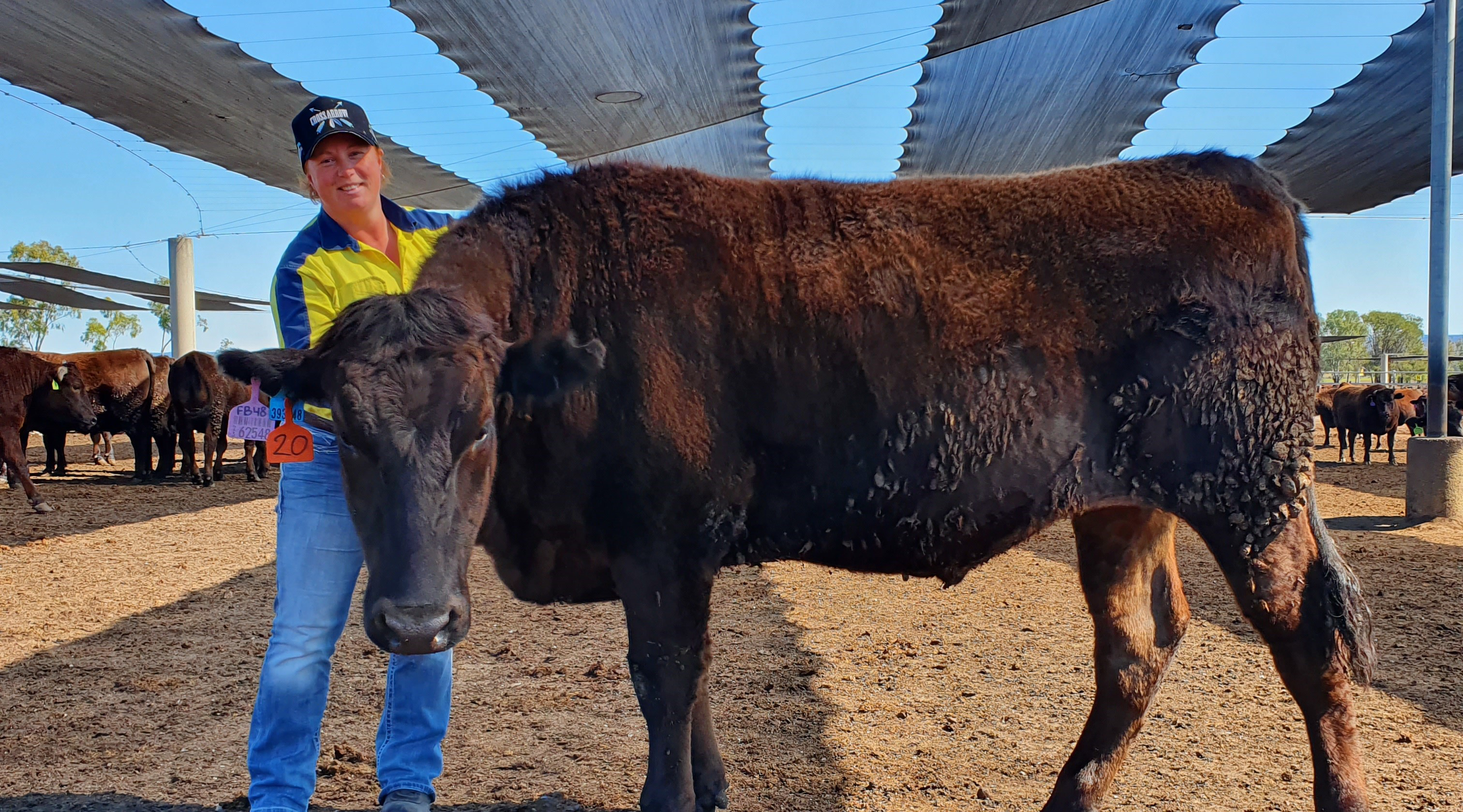 <strong>eNVD</strong> the way to go at Whyalla Beef