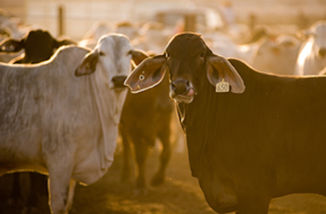 European market access for beef