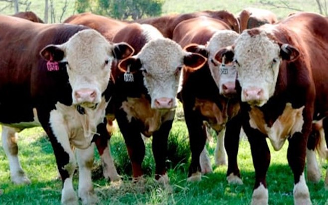 Australia pioneers world-first FMD vaccine