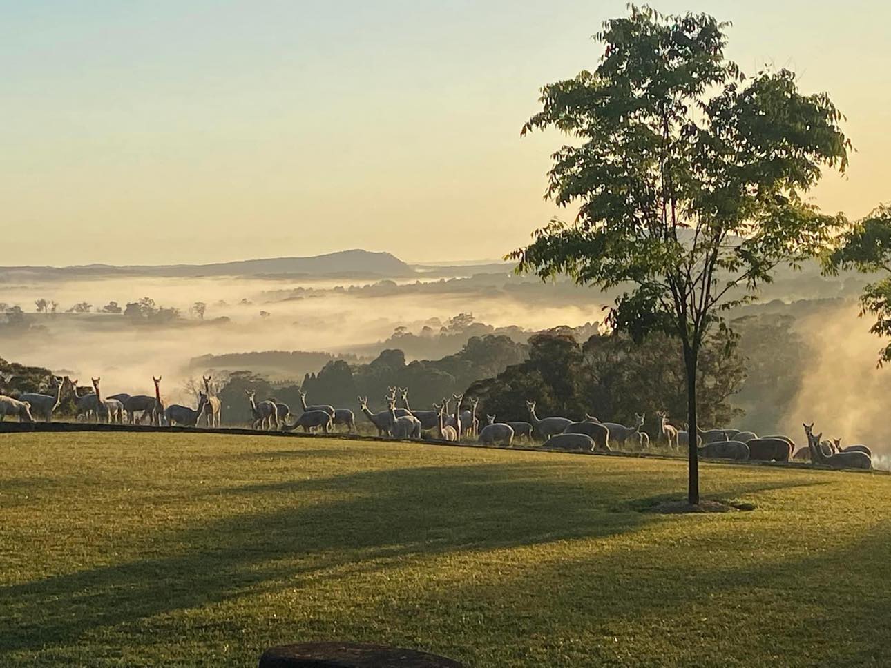 Alpacas to get whole-of-life traceability with NLIS