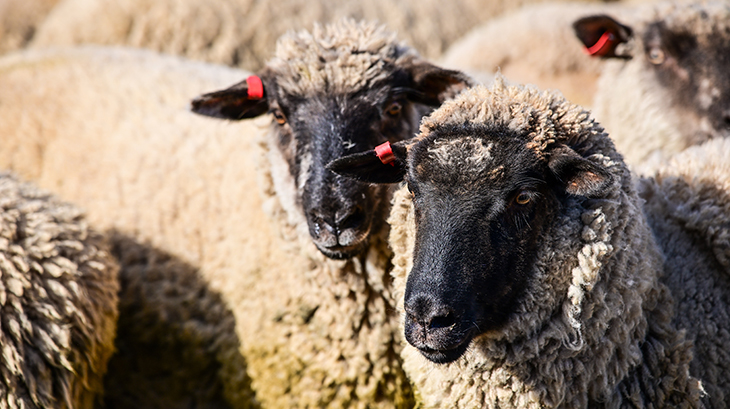 Sheep and goat eID webinars