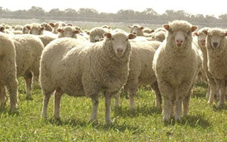 Protecting industry integrity as a small red meat producer