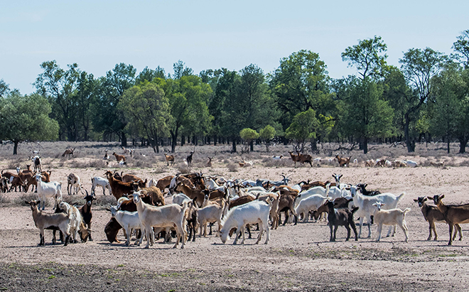 Accreditation pathway for tag-free HRGs now available