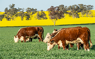 Subsidised ChemCERT training available for NSW producers