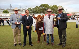 What makes a champion steer?