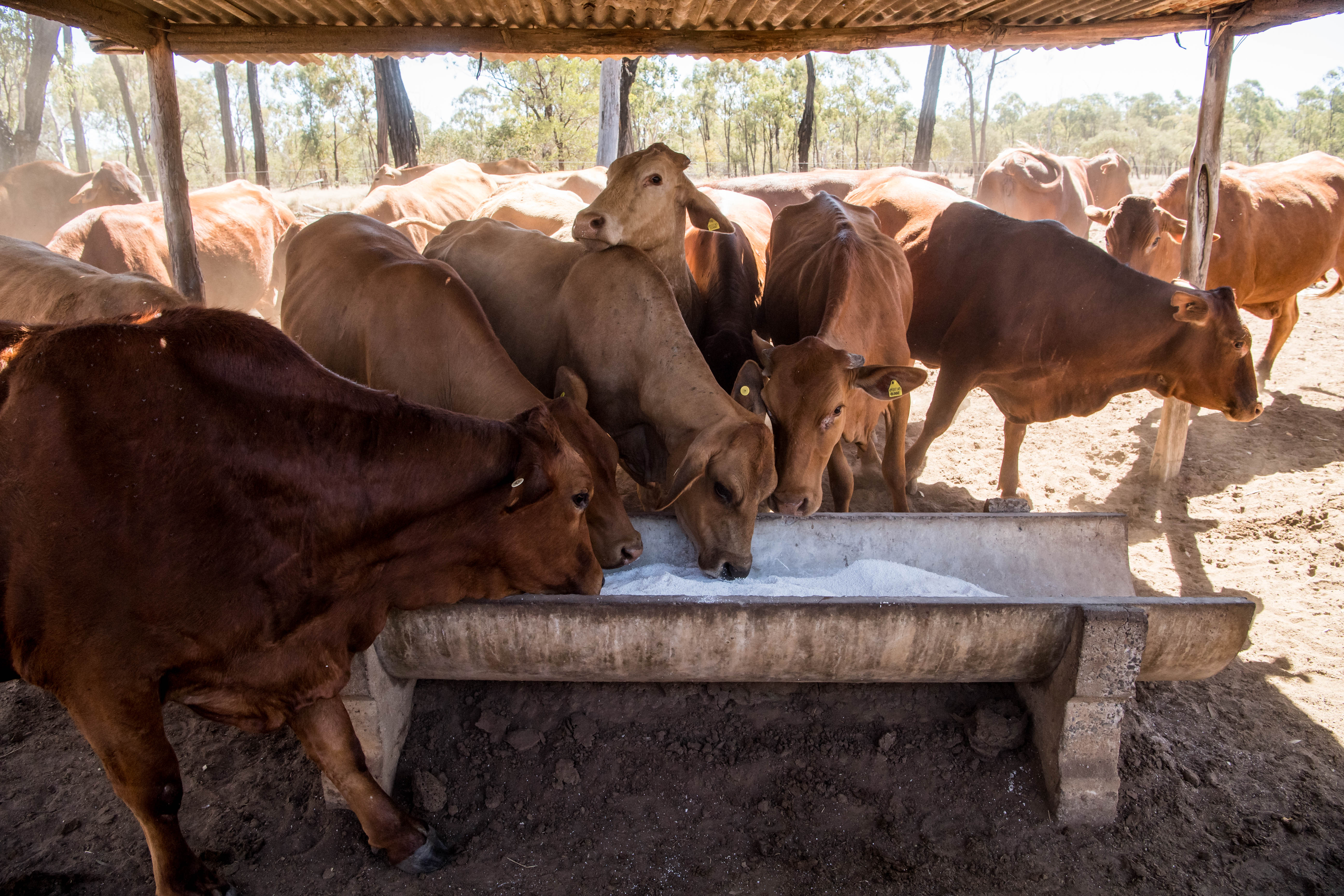 Ask for a CVD to reduce stock feed risk