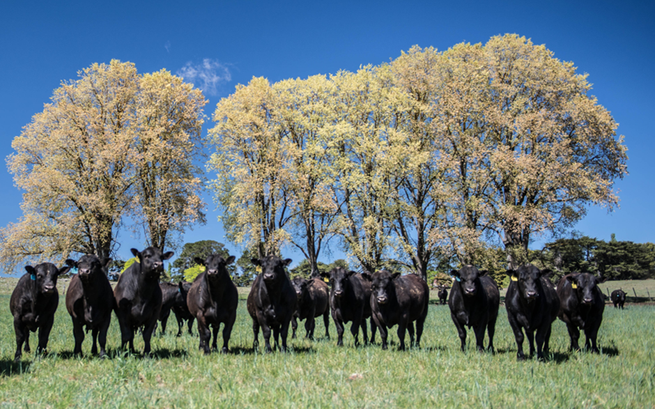 Animal Welfare Management Tool Now Live