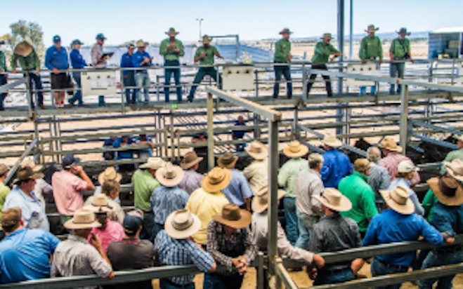 September market updates: Record prices for cows/lambs