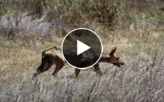 New approach to controlling wild dogs