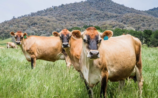 Dairy QA now a voluntary LPA module