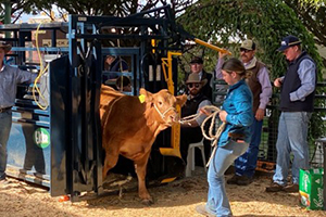 ‘Beef Week’ goes digital at this year’s Ekka