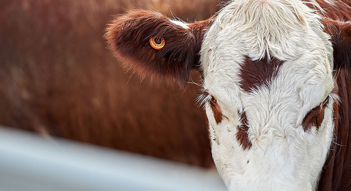 Lost tags? Missing <strong>livestock</strong>? How PIC reconciliations can protect your integrity