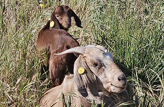 Goat producer adapts eIDs to on-farm priorities