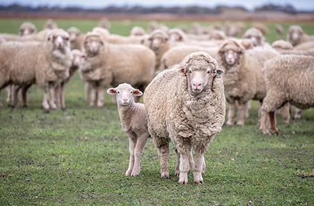 Using eID in Pastoral Zone Merinos