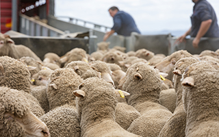 New resource to support <strong>livestock</strong> transport