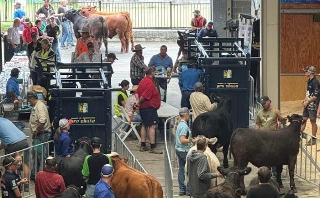 Easter Show embraces <strong>eNVDs</strong>