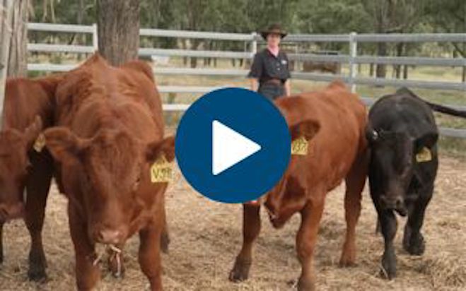 From paddock to plate with Farmers Choice Meats