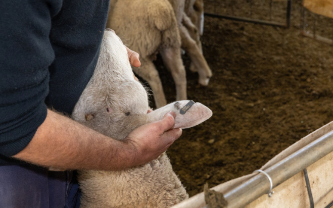 The right tool for the tag