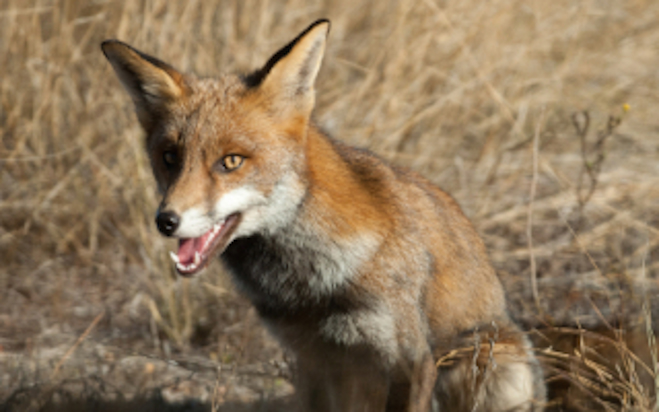 Controlling fox populations