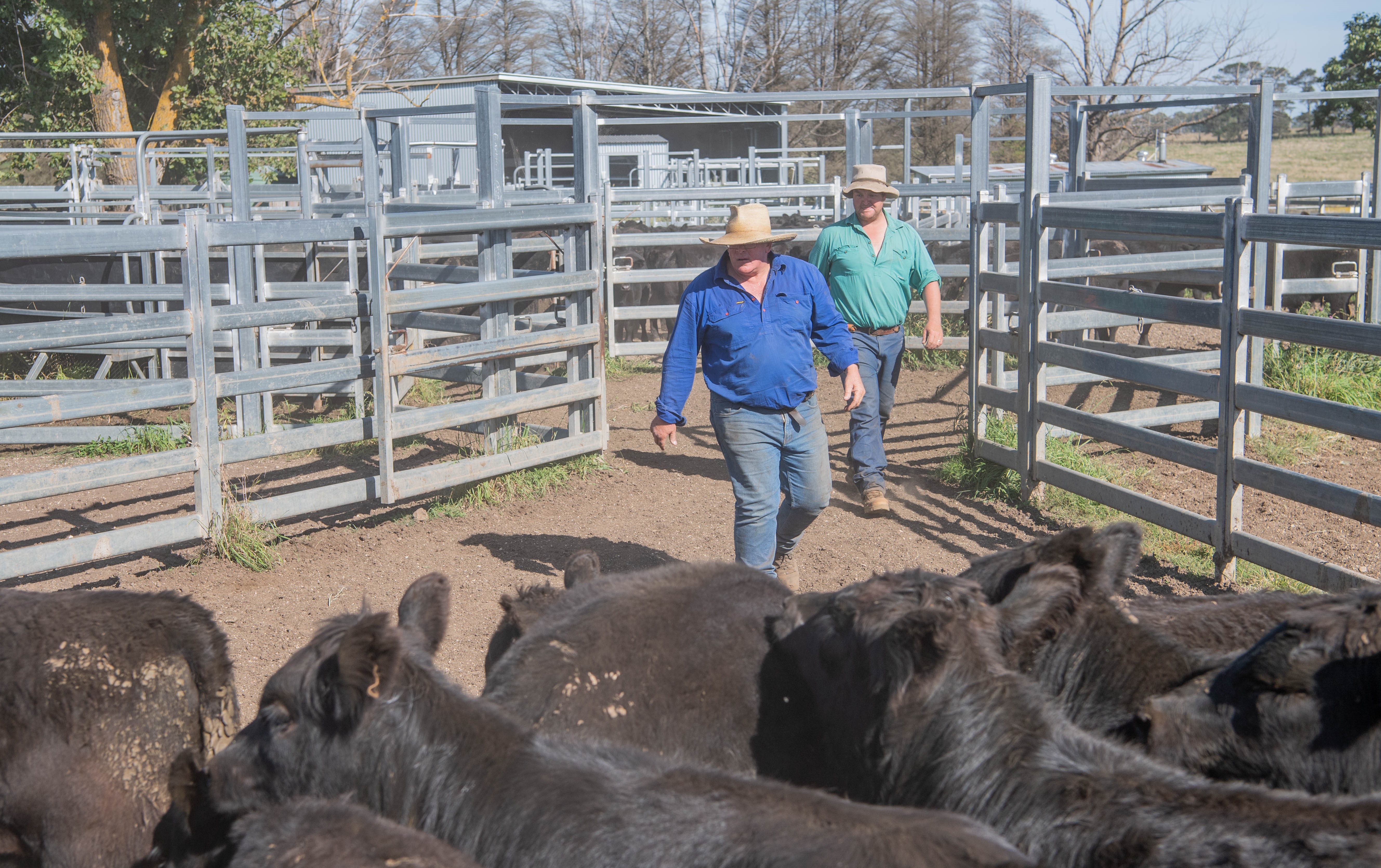 Caring for your animals is just good stockmanship