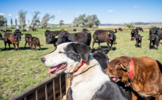 EUDR implementation date remains unchanged: Share your geolocation via LPA