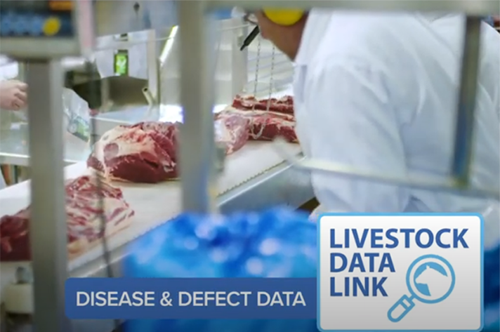Now available: Disease and defect feedback for beef producers