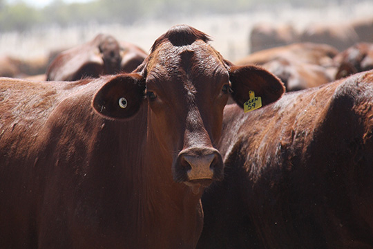 Restoring lifetime traceability for your newly received livestock in the NLIS