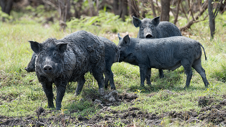 Managing feral pig populations