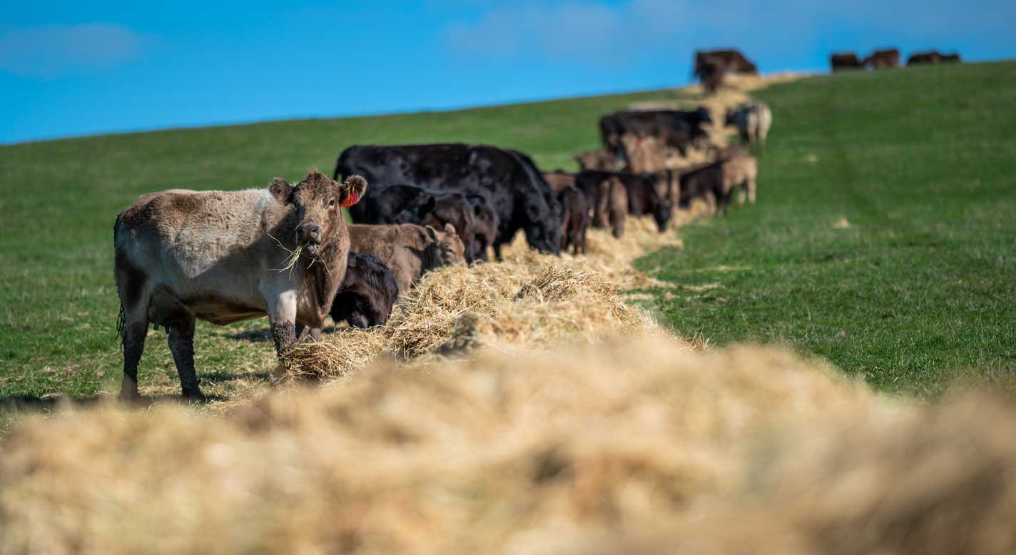 Cattle eating hay