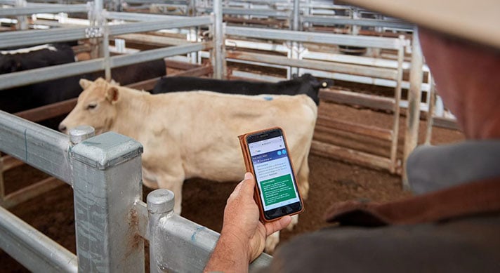 Producer at a saleyard looking at mobile phone