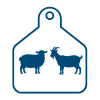 Sheep and Goat eID 