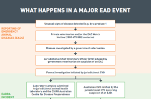What happens in a major EAD event