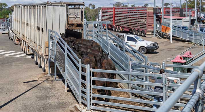 Cattle being loaded into truck
