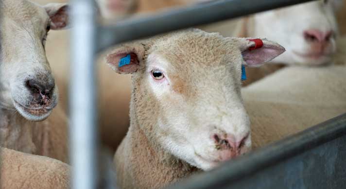 Sheep with tags in ear