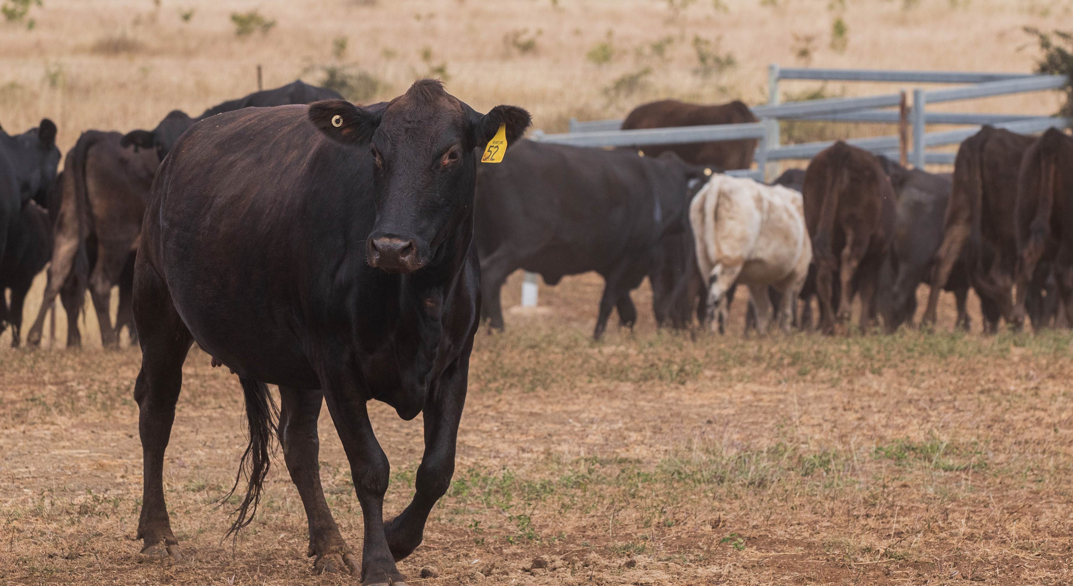 Heartline Grazing’s herd on one of the properties agisted by the business in central Queensland. 