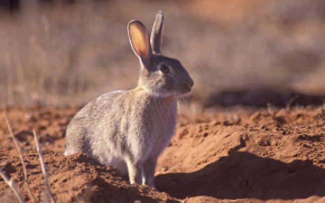 Pest control: Feral rabbits