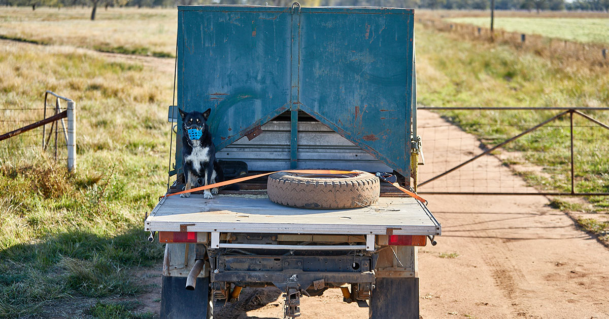 Biosecurity? Protect your business and update your biosecurity plan
