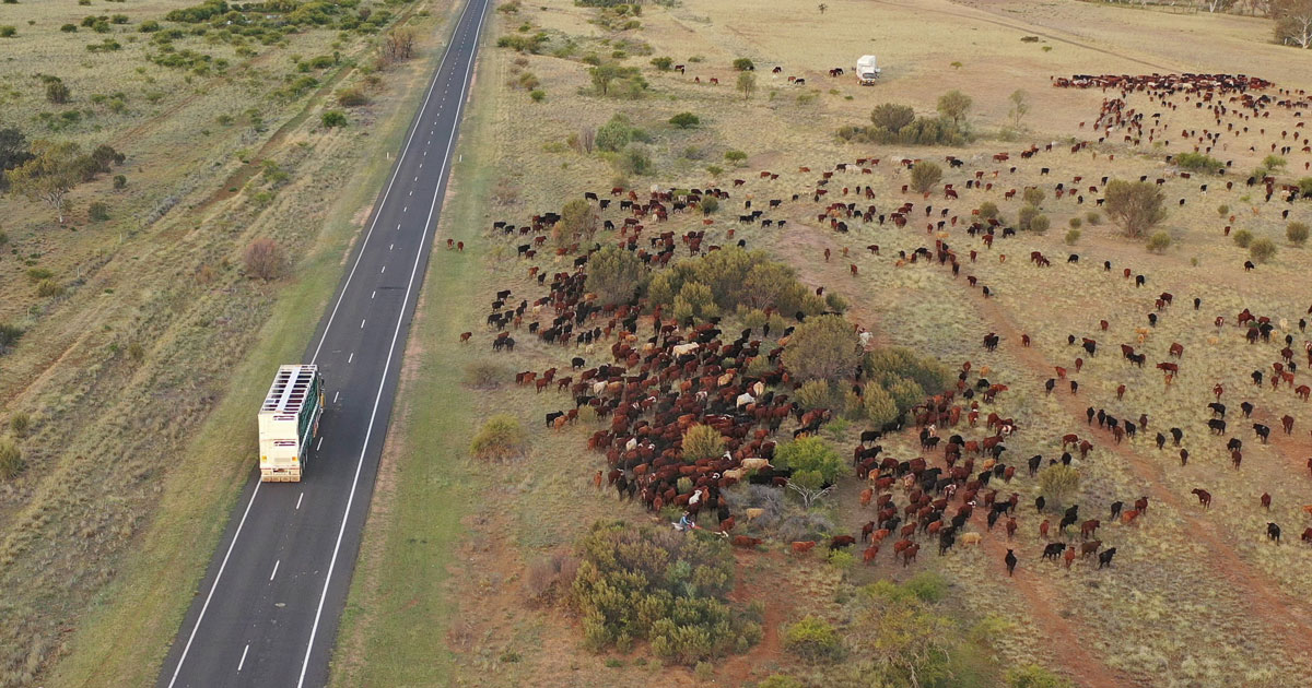 The FMD national response