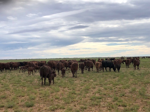 Santa Gertrudis in western Queensland